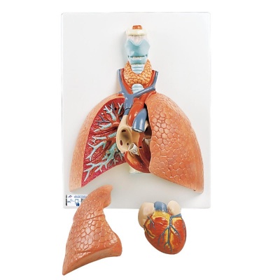 3B Scientific 5-Part Anatomical Lung Model with Larynx