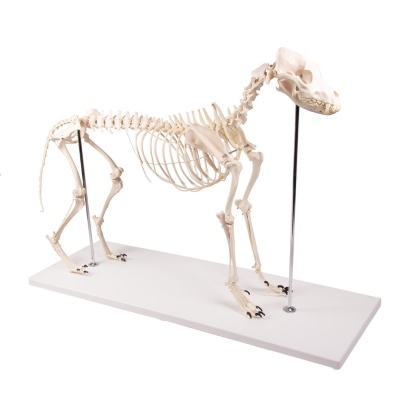 Life-Size Dog Skeleton Model