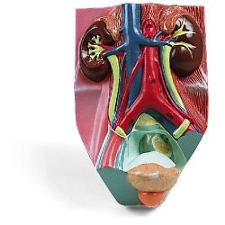 Urinary System - Male - 3/4 Life Size