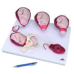 Fetal Monitoring And Labor Progress Model Set | Health and Care
