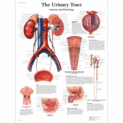 3B Scientific Urinary Tract Anatomy And Physiology Chart