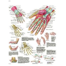 Hand And Wrist Chart - Anatomy And Pathology