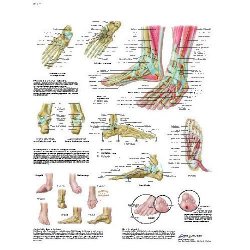 Foot And Joints Of Foot Chart - Anatomy And Pathology