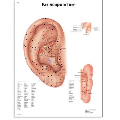 Laminated Ear Acupuncture Chart