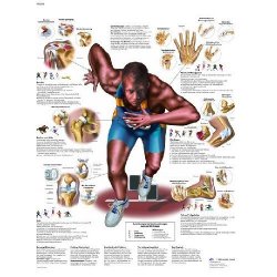 Sports Injuries Chart