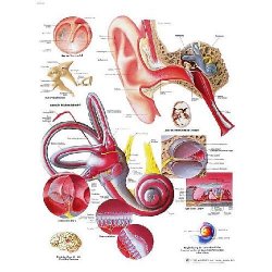 Human Ear Chart (Paper)