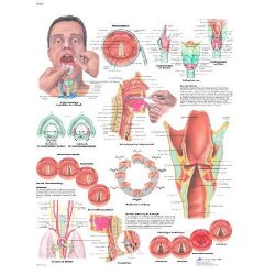 The Larynx Chart