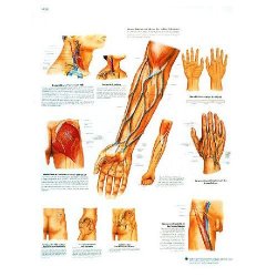 Clinically Important Blood Vessel And Nerve Pathways Chart