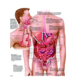 Diseases Of The Digestive System Chart