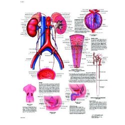 The Urinary Tract - Anatomy And Physiology