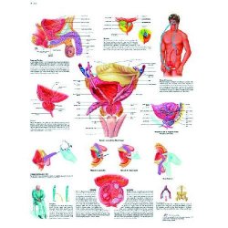The Prostate Gland Chart