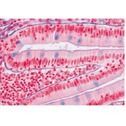Series I. Cells Tissues And Organs - German Slides