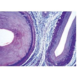 Normal Human Histology Large Set Part I. - French