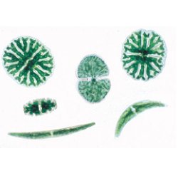 Cryptogamae Supplementary Set I - German Slides | Health and Care