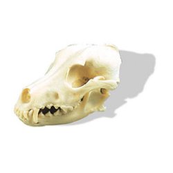 Dog Skull Canis Domesticus (Medium)