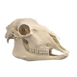 Sheep Skull Ovis Aries (W19011)