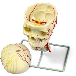 Neurovascular Skull Model