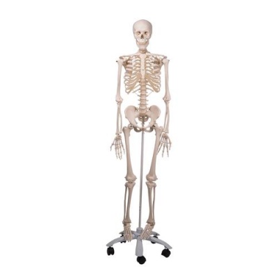 Anatomical Model Skeleton Stan A10 Health And Care
