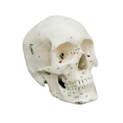 Rudiger Human Skull Model with Numbers