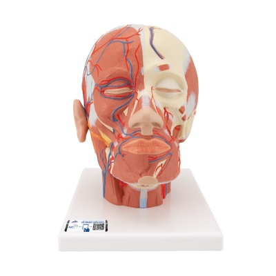 Anatomical Head Musculature Model with Blood Vessels