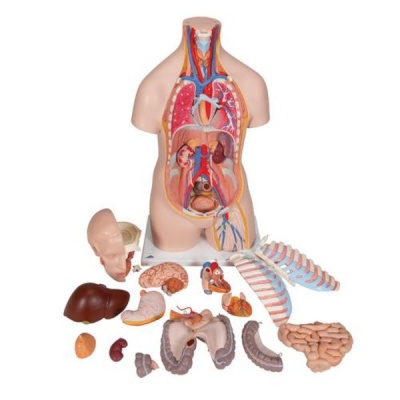 Unisex Human Torso Classic Anatomical Model (16-Part)