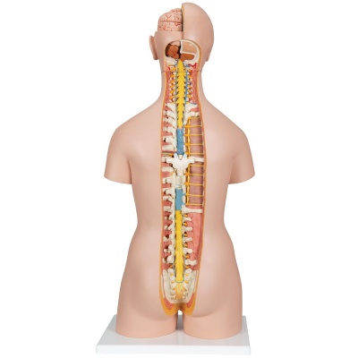 Anatomical Model Classic Unisex Torso with Opened Neck and Back (18-Part)