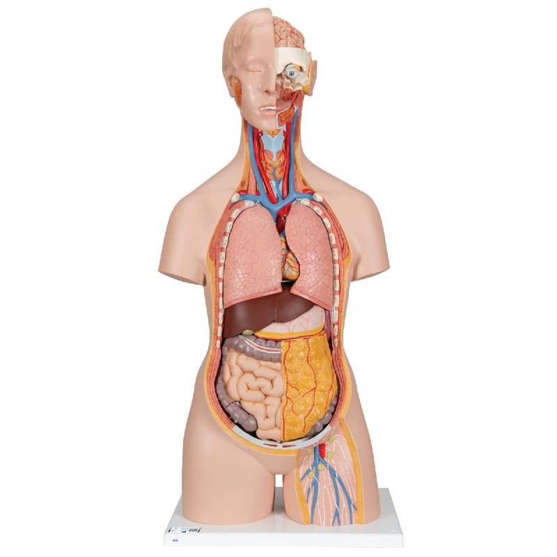3B Anatomical Model - Classic Unisex Human Torso Model with Opened Neck and Back, 18 part 3B Anatomical Model - Classic Unisex Human Torso Model with Opened Neck and Back, 18 part