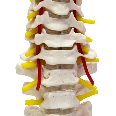 Anatomical Model Life Size Spine with Pelvis