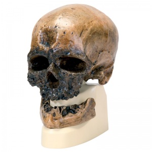 Anthropological Skull Model (Cro-Magnon)