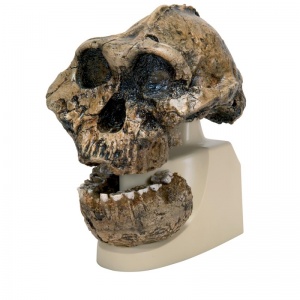 Anthropological Skull Model  (KNM-ER 406 Omo L. 7A-125)