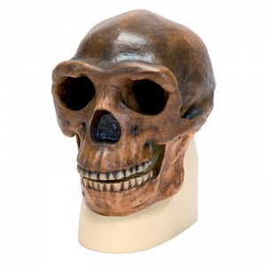 Anthropological Skull Model (Sinanthropus)