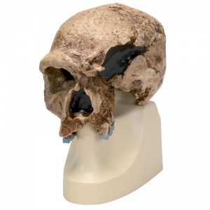 Anthropological Skull Model (Steinheim)