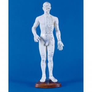 Chinese Acupuncture Figure, Male
