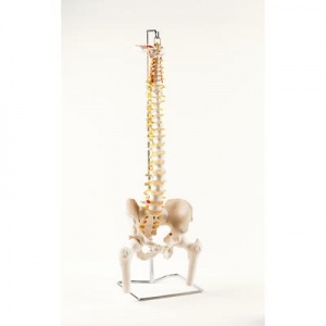 Classic Flexible Spine with Femur Heads
