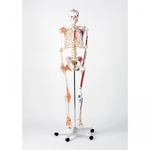 Life-Size Model Skeleton Deluxe