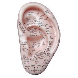 Soft Vinyl Ear Acupuncture Model