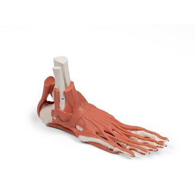 Erler Zimmer Muscles and Tendons of the Foot Model