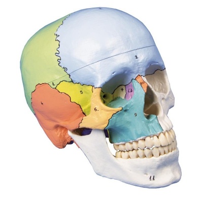 Painted Model Skull