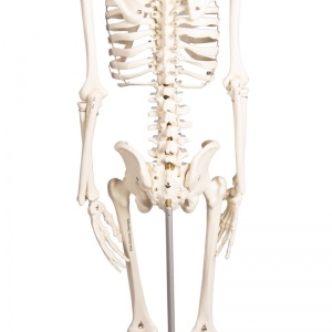 Detailed Anatomical Therapy Skeleton Max | Health and Care