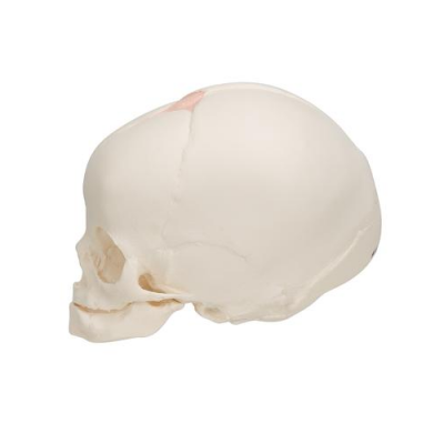 Foetal Skull Anatomical Model (30th Week of Pregnancy)