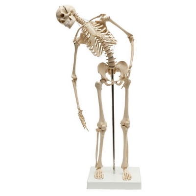 Rudiger Mini Anatomical Skeleton Model with Flexible Spine