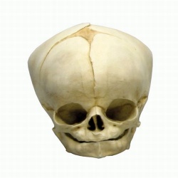 Foetal Skull 40 1/2 Weeks