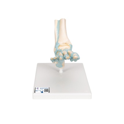 Anatomical Foot Skeleton with Ligaments Model | Health and Care