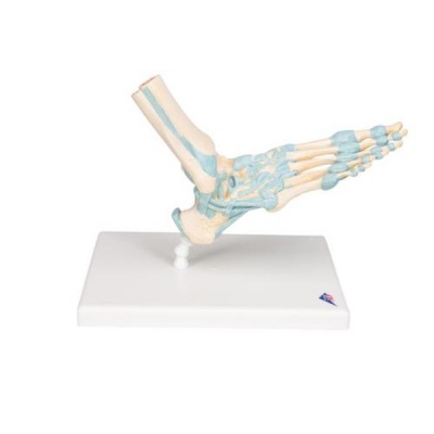 Foot Skeleton Anatomical Model with Ligaments (Six-Part)