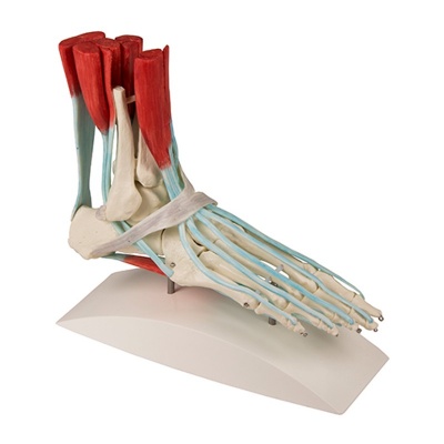 Erler Zimmer Foot Skeleton Model with Ligaments