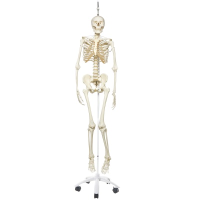 Functional Human Skeleton Model Frank Flexible Realistic Movement Posable