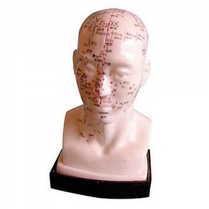 Soft Vinyl Head Acupuncture Model