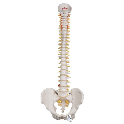 Highly Flexible Human Spine Anatomical Model