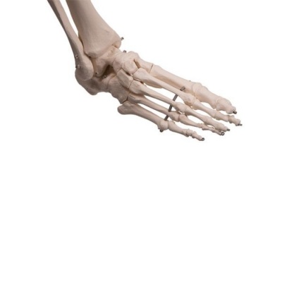 Human Anatomical Skeleton Model Stan On Hanging Roller Stand