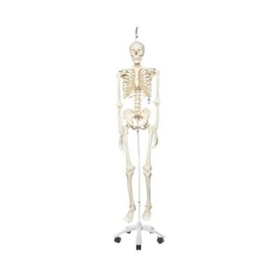 Human Anatomical Skeleton Model Stan On Hanging Roller Stand